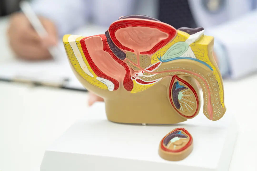 Male reproductive system, Asian doctor holding human anatomy model for study diagnosis and treatment in hospital.