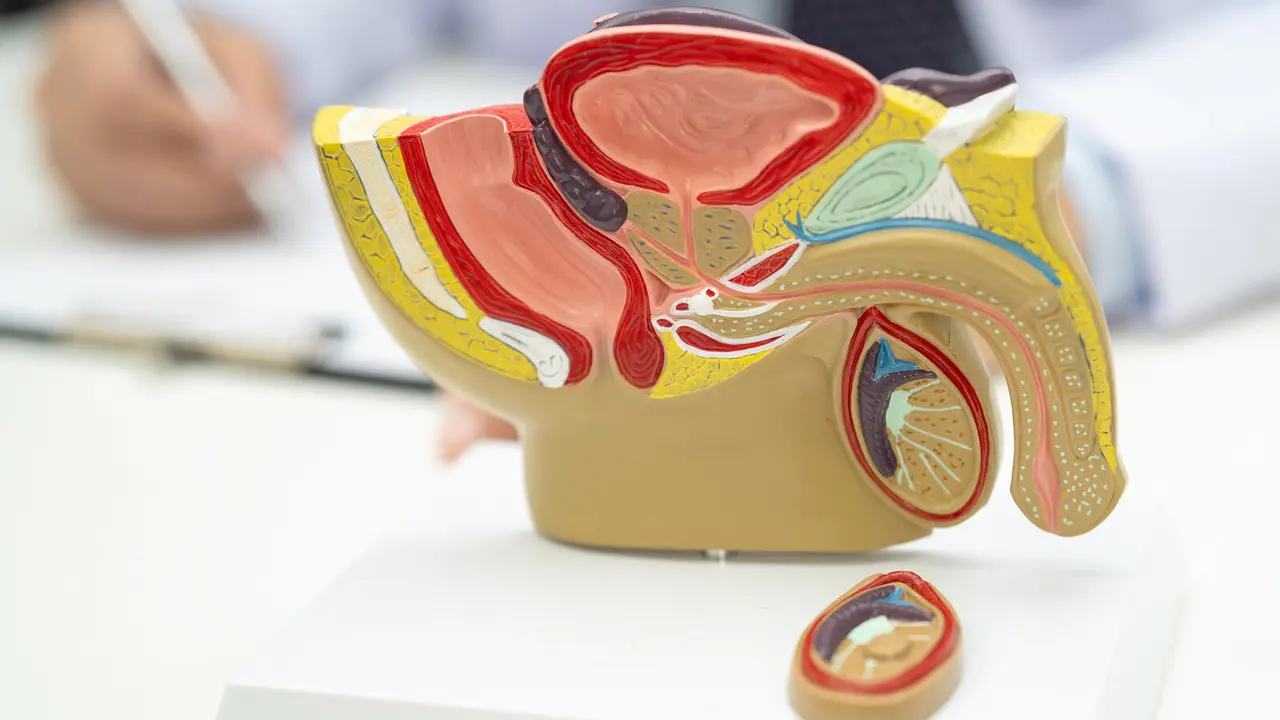 Male reproductive system, Asian doctor holding human anatomy model for study diagnosis and treatment in hospital.